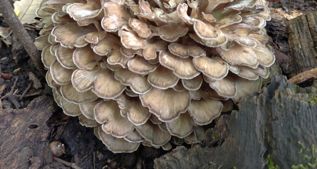 Maitake Grifola frondosa cogumelo nootropico