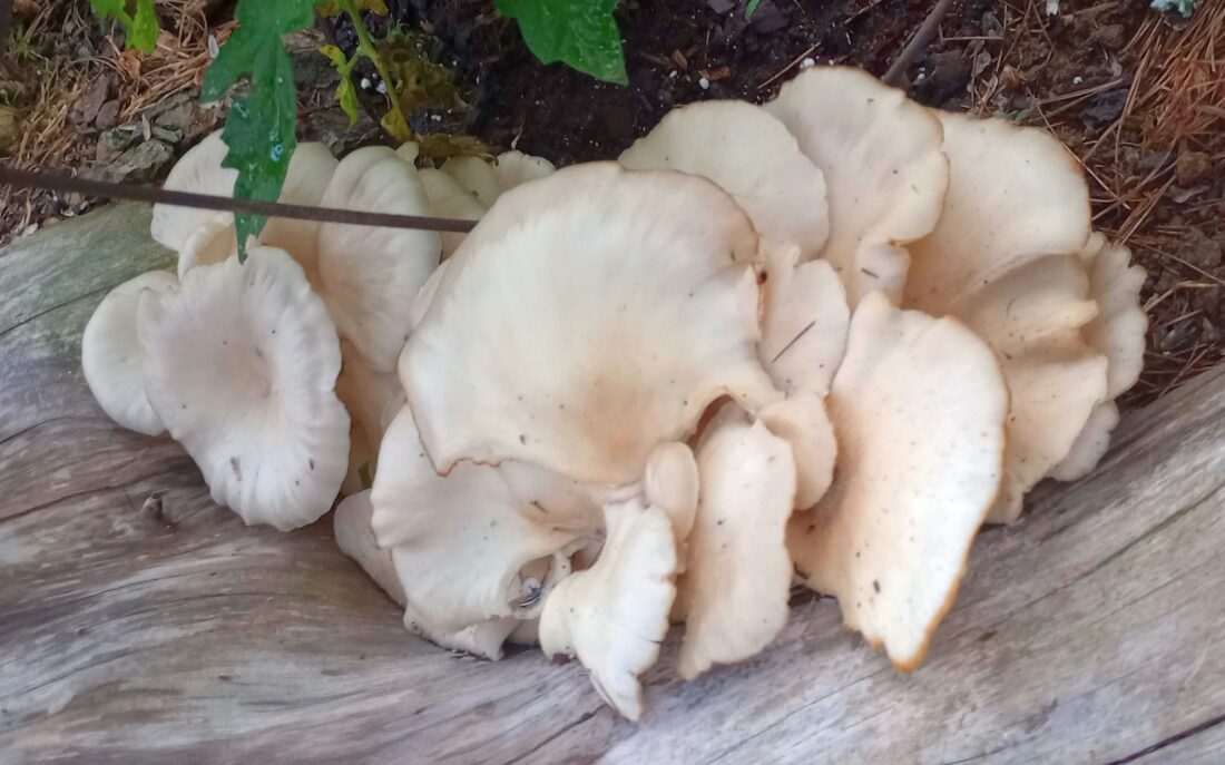 Ostra Pleurotus ostreatus cogumelo nootropico