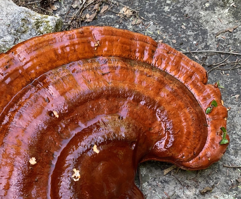 Reishi cogumelo nootropico Ganoderma lucidum 2