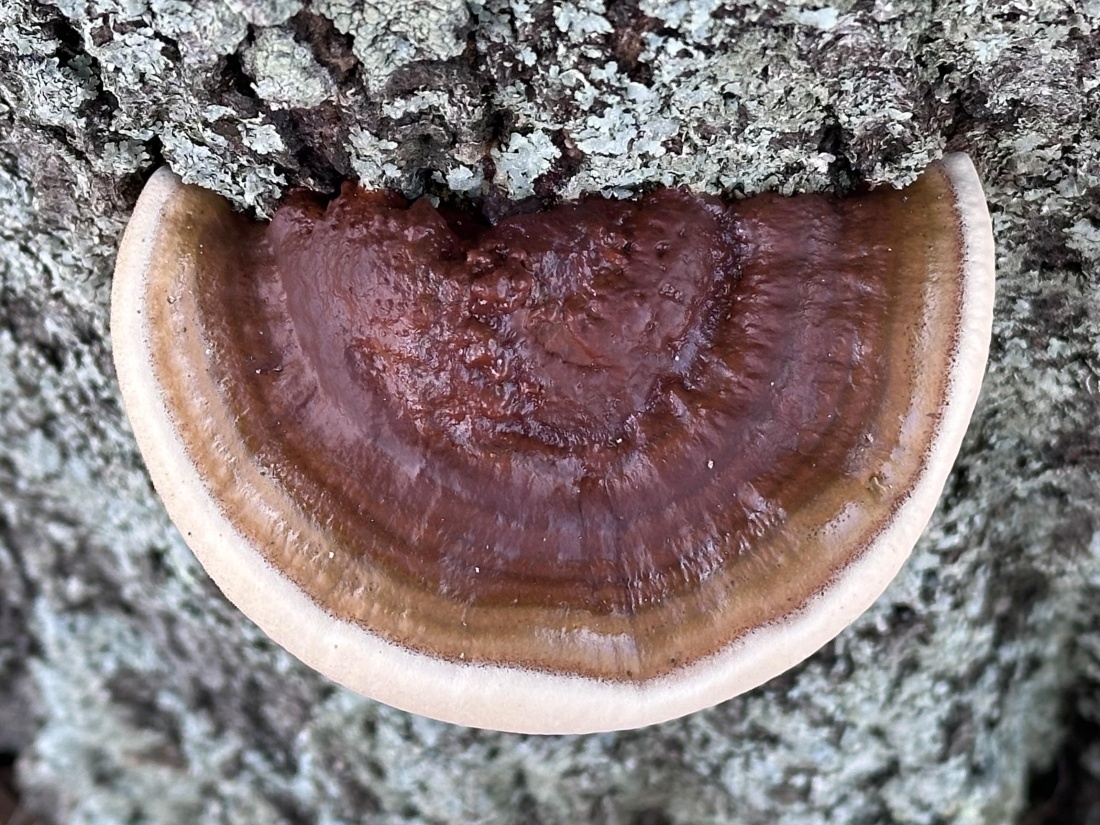 Reishi cogumelo nootropico Ganoderma lucidum