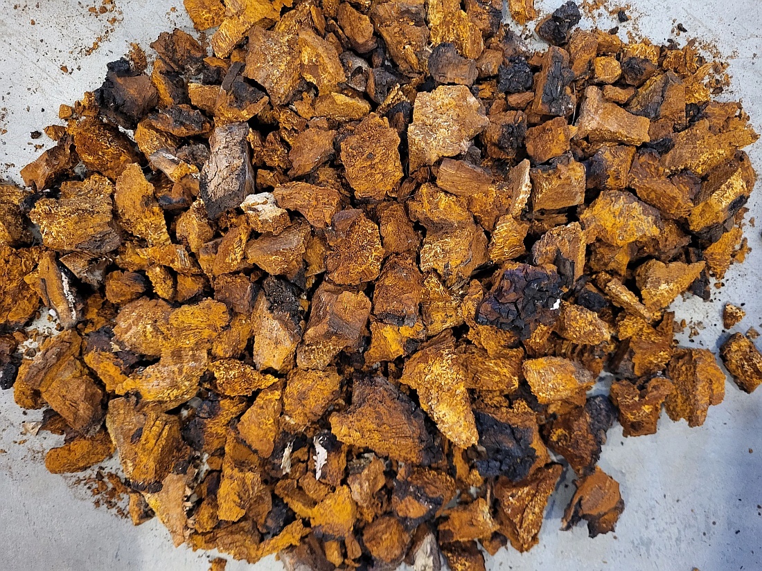 cogumelo chaga em pedacos