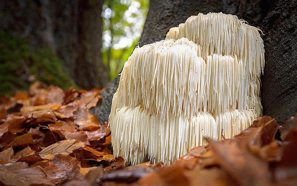 cogumelo juba de leao lions mane suplemento