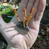 cordyceps militaris cogumelo medicinal plexnutri