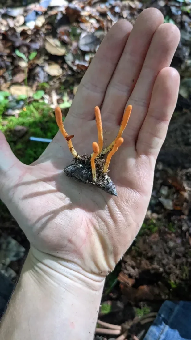 cordyceps militaris cogumelo medicinal plexnutri