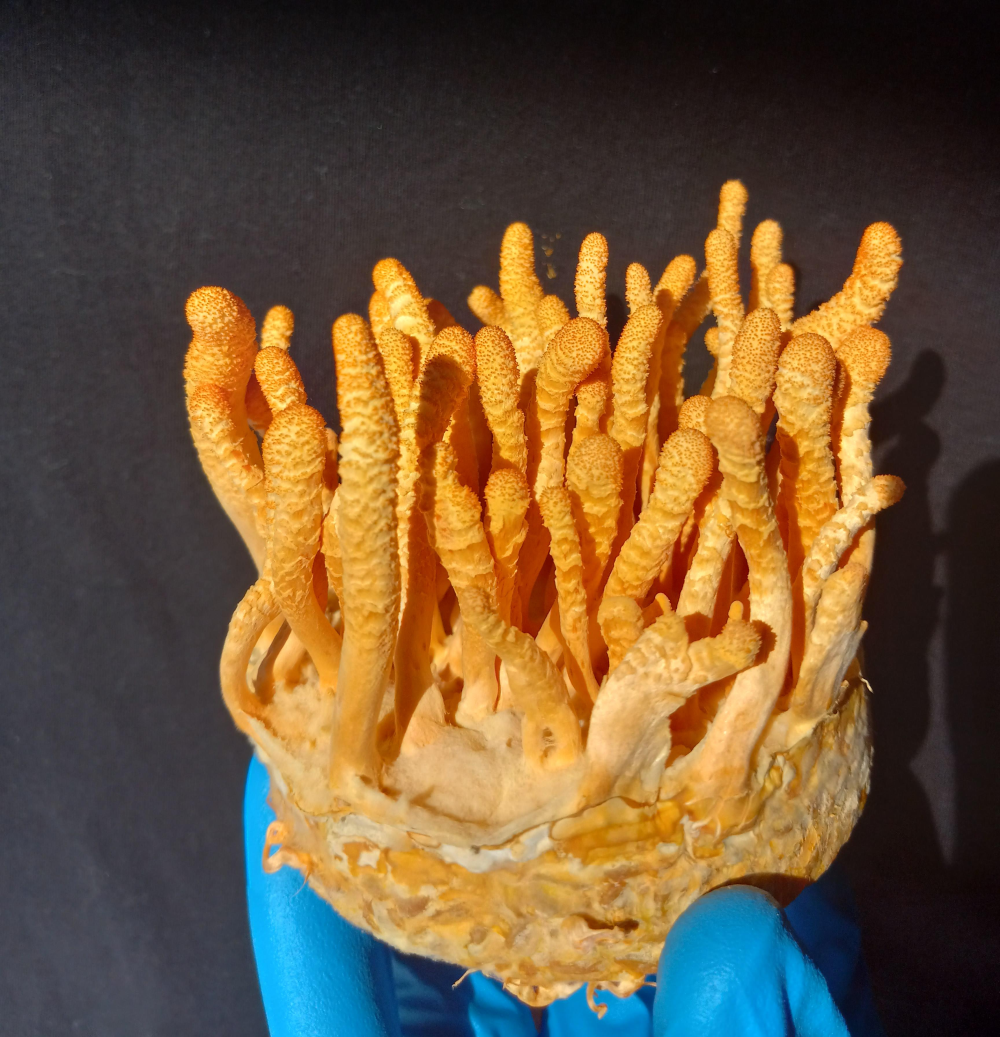 cordyceps militaris cogumelo nootropico