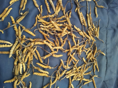 cordyceps sinensis cogumelo medicinal nootropico