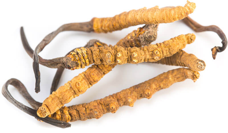 3 cogumelos para potencializar cérebro e corpo: Lion’s Mane, Reishi e Cordyceps