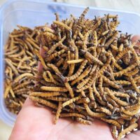 cordyceps sinensis cogumelo beneficios