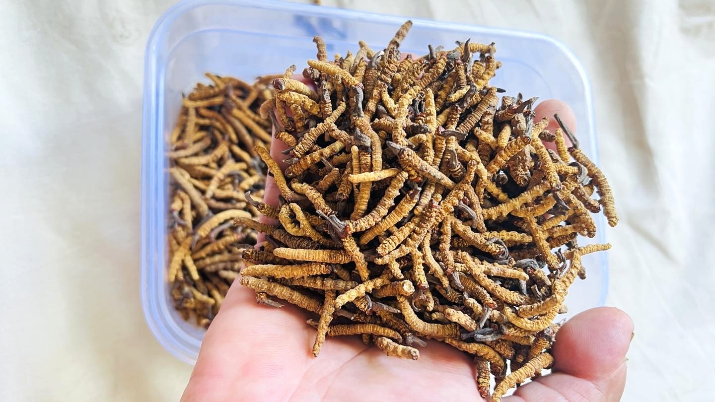 cordyceps sinensis cogumelo beneficios